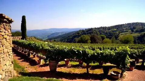 AI Video from prompt: Sun Vineyard in Italy