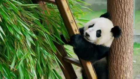 AI Video from prompt: Panda climbing ladder