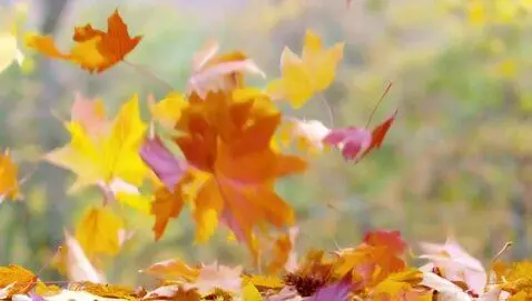 AI Video from prompt: осень танцует вальс бостон