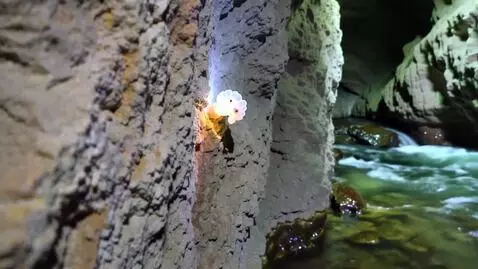 AI Video from prompt: Glow worm in cave wall with river below.