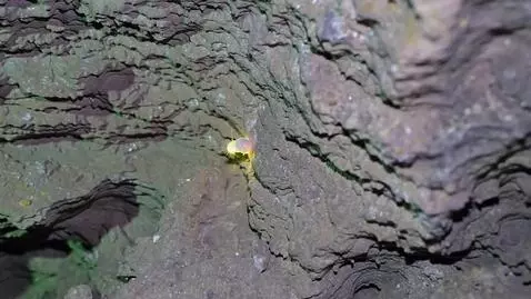 AI Video from prompt: Glows worm in cave wall