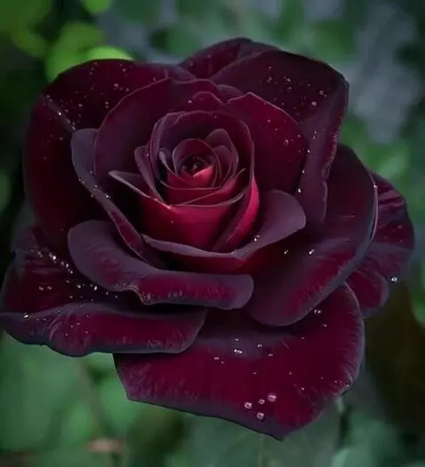 AI Video from prompt: на ветру качается роза в капли воды   ВЕТЕР ДОЖД