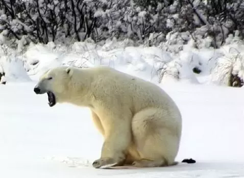 AI Video from prompt: Медведь на фото готовит круассаны для меня