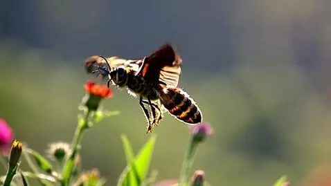 AI Video from prompt: "Ultra-realistic cinematic 8-second video of a b