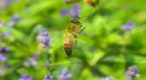 Hunyuan Video I2V video