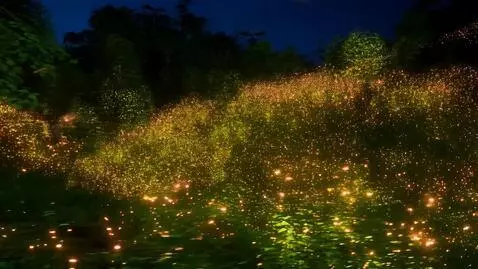 AI Video from prompt: Cinematic natural beauty — lush forest at twilig