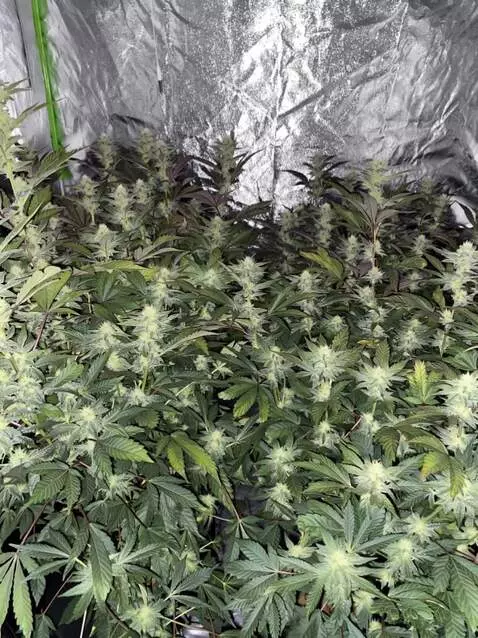 AI Video from prompt: Animate my cannabis grow that’s in the flowering