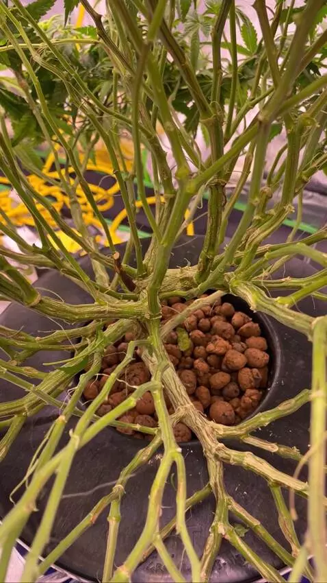 AI Video from prompt: Animate the tree of life