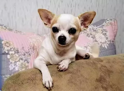 AI Video from prompt: i need to make a memorable video with a dog, and