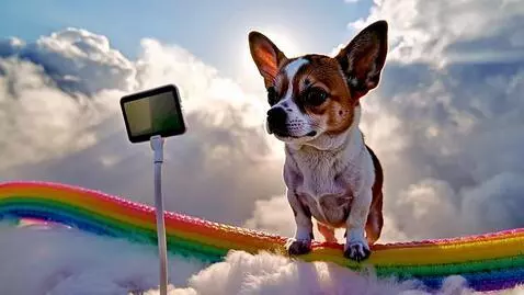 AI Video from prompt: i need to make a memorable video with a dog, and