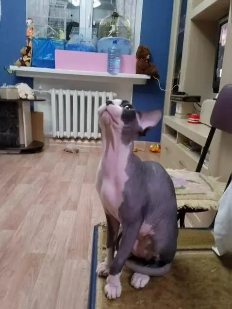 AI Video from prompt: It started raining colorful candies right in the