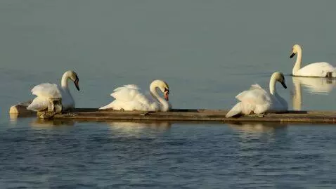 AI Video from prompt: Лебеди садятся на озеро