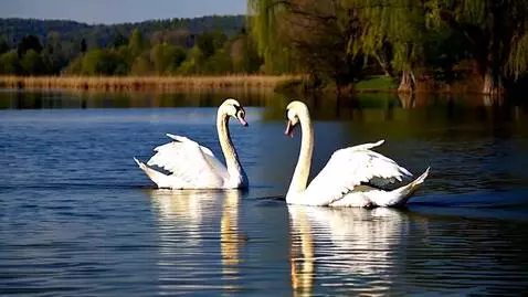 AI Video from prompt: 2 лебедя хлопают крыльями на озере