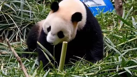 AI Video from prompt: Pandas Play tennis
