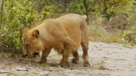 AI Video from prompt: lion farting butt