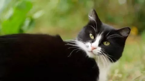 AI Video from prompt: A  Very strong cat that looks like a bully beats