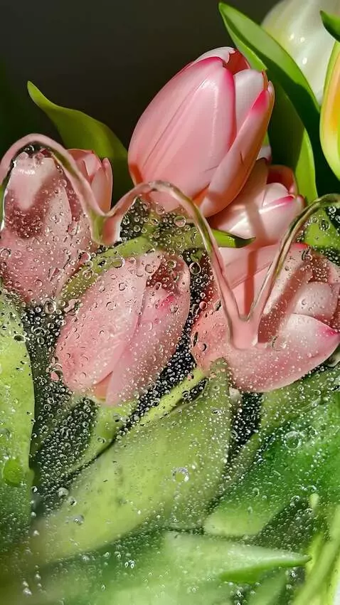 AI Video from prompt: на ветру качается роза в капли воды   ВОДА ТЕЧЁТ