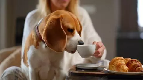 AI Video from prompt: Beagle Martha drinks coffee with croissants in t