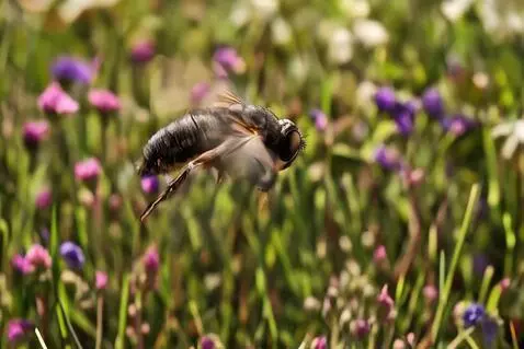 AI Video from prompt: An ultra-realistic, cinematic 8-second macro vid