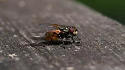 AI Video from prompt: A fly feeding on body oil & sweat secreted from 