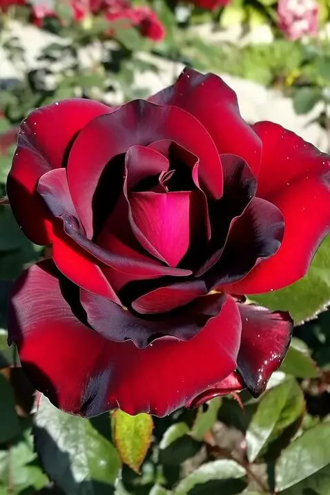 MiniMax Hailuo-02 (pro) video