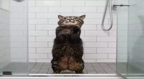 Hunyuan Video I2V video