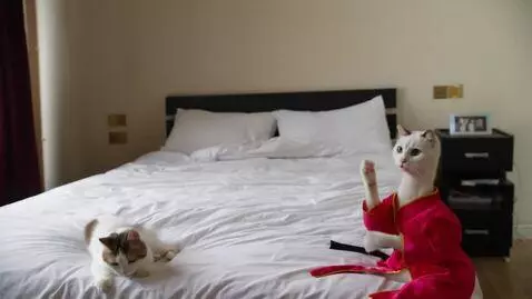 AI Video from prompt: A cat by itself on a bed in a martial arts outfi