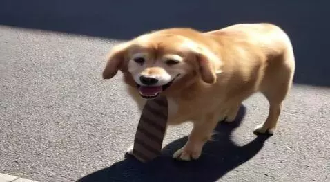 AI Video from prompt: An old cute dog with a tie just slowly walking a