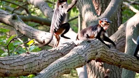 AI Video from prompt: Monkeys dancing  on a tree dranch