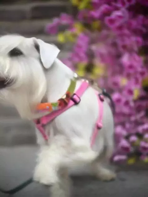 Luma Dream Machine Ray2 video