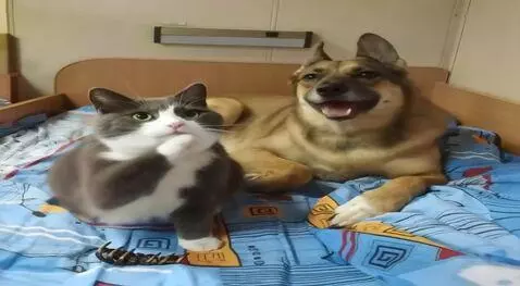 AI Video from prompt: Кошка и собака встают на задние лапы и танцуют.