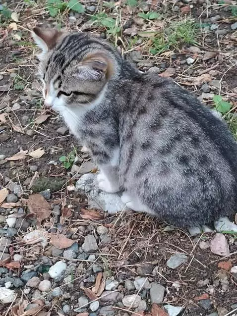 AI Video from prompt: The cat puts on his glasses and starts reading a