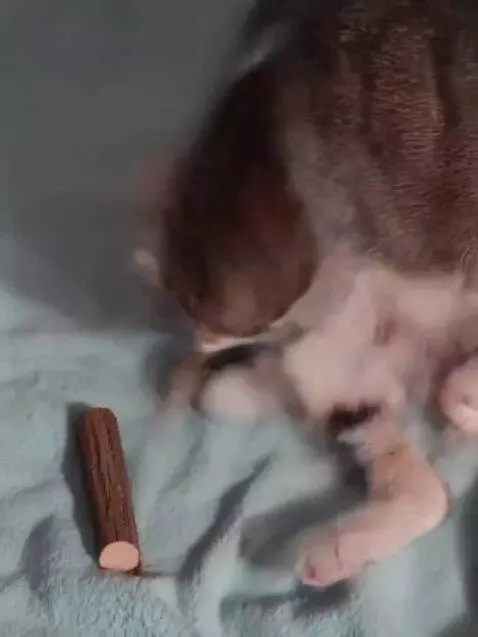 AI Video from prompt: The cat collects logs and lights the stove with 