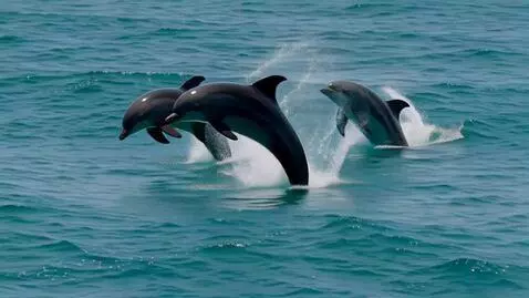 AI Video from prompt: Joyful dolphins playing.