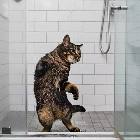 AI Video from prompt: A realistic, cinematic video of a dark-striped t