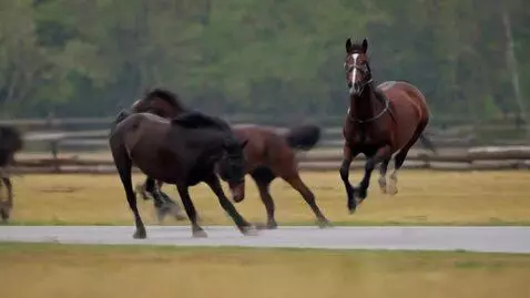AI Video from prompt: Italian animals compete in a race, and Tralalelo