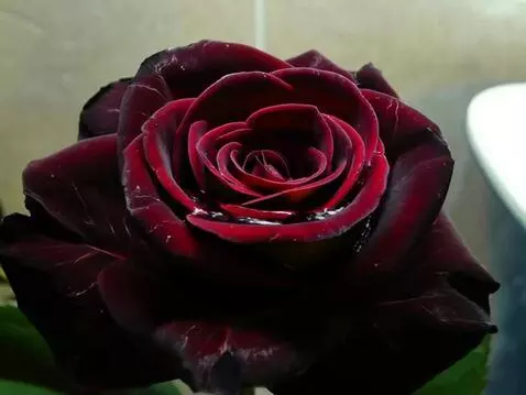 AI Video from prompt: на ветру качается роза в капли воды  ветер вода 