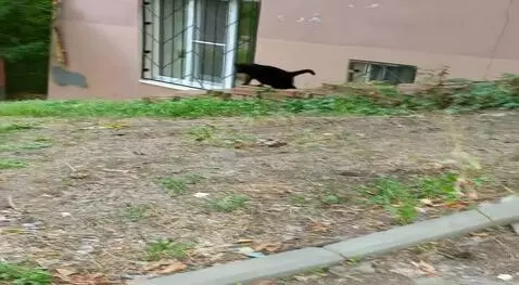 AI Video from prompt: Make looping video of this cat walking down the 