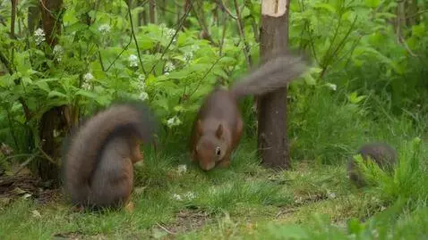 AI Video from prompt: चूहे और बिल्ली की कहानी 🐭🐱  एक बार की बात है। एक