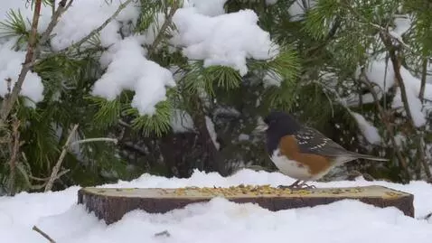 AI Video from prompt: a beautiful Bird Enter from summer into Winter i