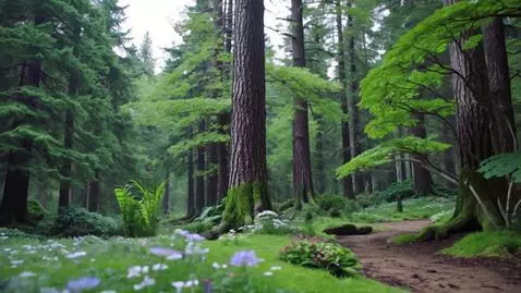 AI Video from prompt: enchanted fairy forest