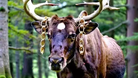 AI Video from prompt: A beautiful big moose walking towards me through