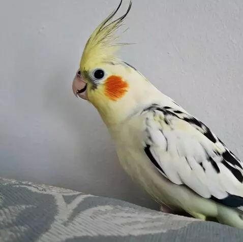 AI Video from prompt: Parrot flies away