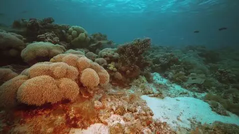 AI Video from prompt: under the sea view