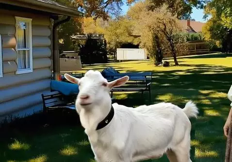 AI Video from prompt: The male goat is unhappy and often shakes his he
