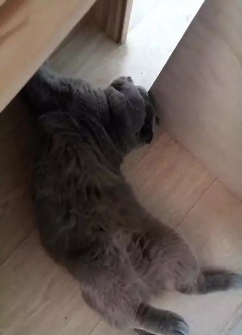 AI Video from prompt: Кот сводит лапы в виде сердца и улыбается