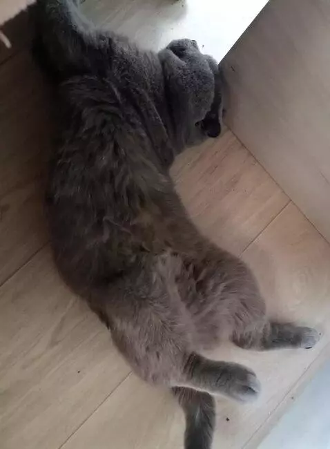 AI Video from prompt: Кот поворачивает голову на камеру и сводит лапы 