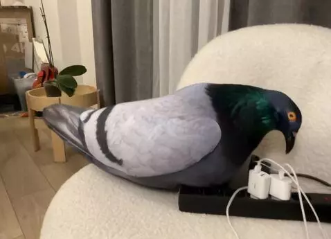 AI Video from prompt: A pigeon eats seeds