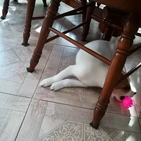 AI Video from prompt: The dog picked up a pink rubber dumbbell and sta