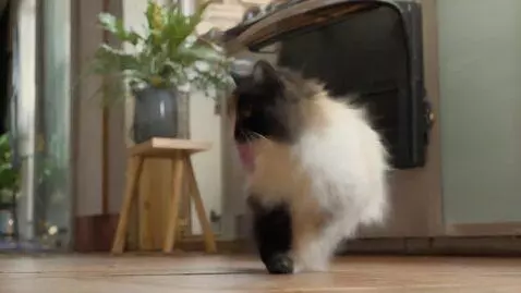 AI Video from prompt: Gato bailando